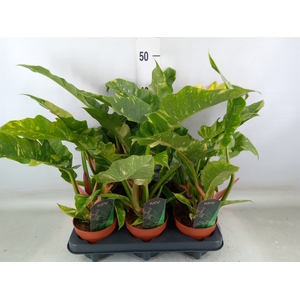 Philodendron  'Ring of Fire'