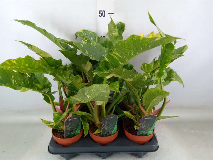 <h4>Philodendron  'Ring of Fire'</h4>