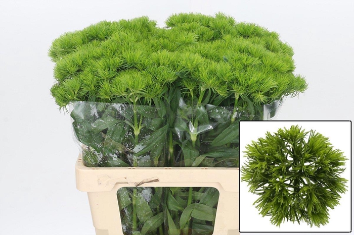 <h4>DI BARB KIWI MELLOW</h4>