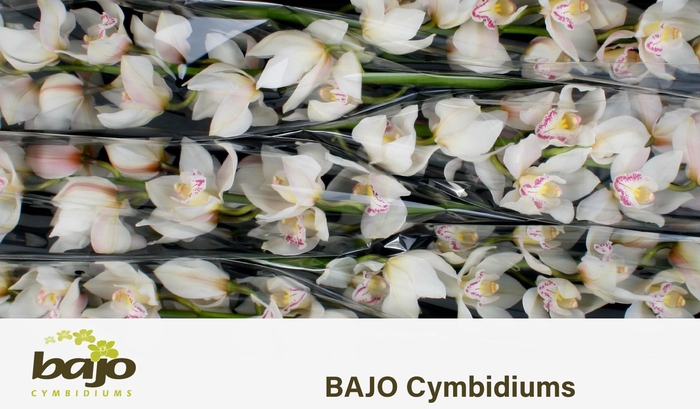 <h4>CYMB T STEFFI</h4>