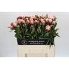 Paeonia Sarah Bernhardt