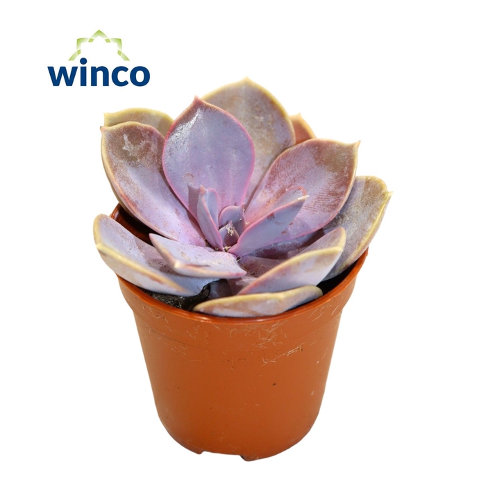 <h4>Echeveria Metallica Pearl</h4>