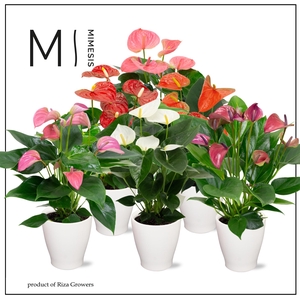 Mimesis Anthurium KARMA Mix - Carolina White