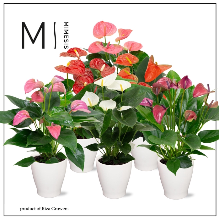 <h4>Mimesis Anthurium KARMA Mix - Carolina White</h4>