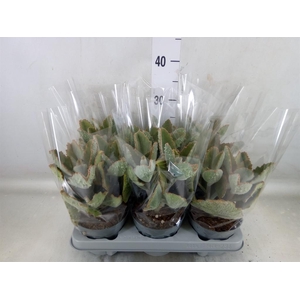 Kalanchoe NF beharensis