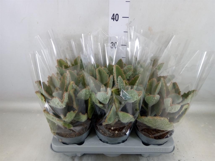 <h4>Kalanchoe NF beharensis</h4>