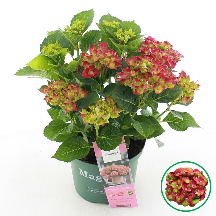 <h4>Hydrangea macr. Magical® 'Greenfire'® Rood C5 (23cm.) Kn.</h4>