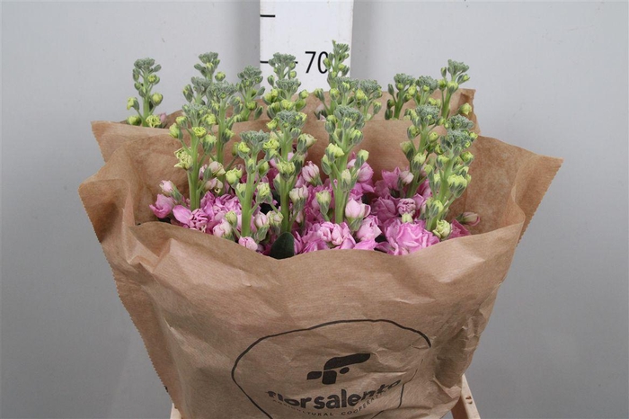 <h4>Matth Iron Rose Pink</h4>