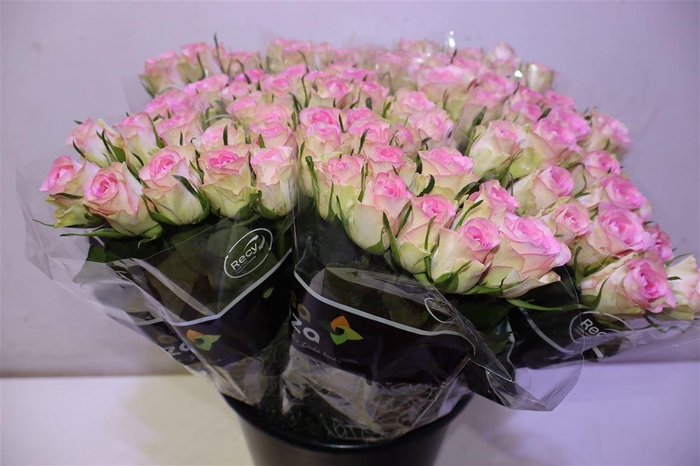 <h4>R Gr Lovely Jewel X10</h4>