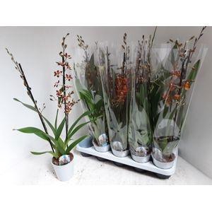 <h4>CAMBRIA GRP GEM</h4>