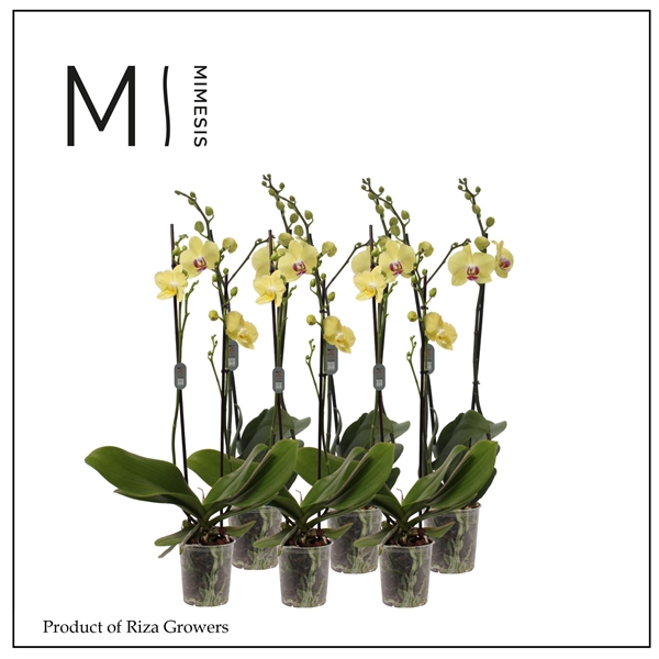 <h4>Mimesis Phal. Yellow - 2 spike 12cm</h4>