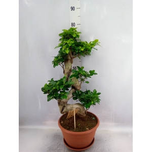 Ficus microcarpa 'Ginseng'