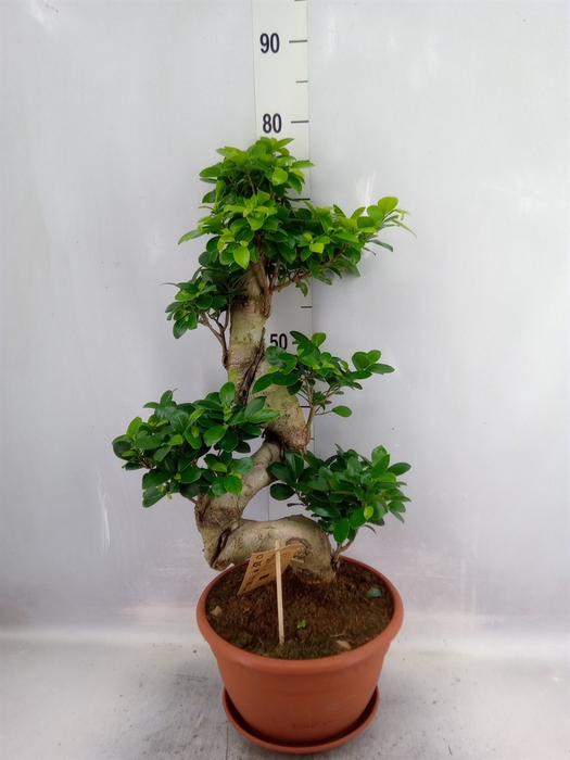 <h4>Ficus microcarpa 'Ginseng'</h4>