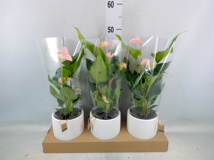 <h4>Anthurium andr. 'Joli Peach'</h4>