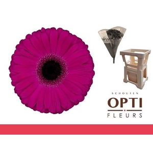 Gerbera Aladin