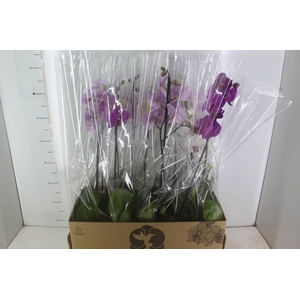 PHALAENOPSIS MIX P12