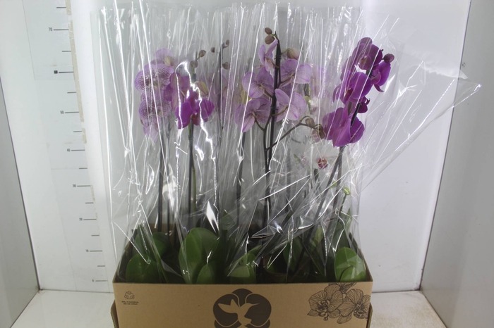 <h4>PHALAENOPSIS MIX P12</h4>