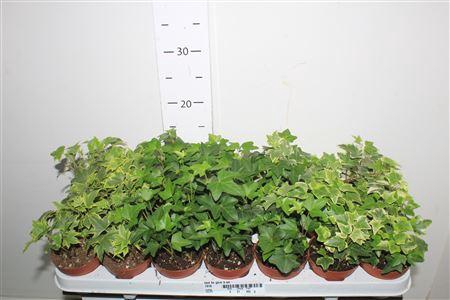 <h4>Hed He Gem 3 Srt</h4>