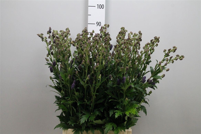 <h4>Aconi Car Arendsii</h4>