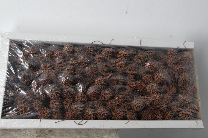 <h4>Amberbaum Box Natural (1 kg)</h4>