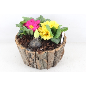 arr4 Primula PL - Schors rond L