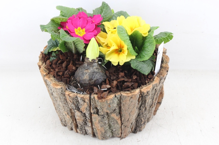 <h4>arr4 Primula PL - Schors rond L</h4>