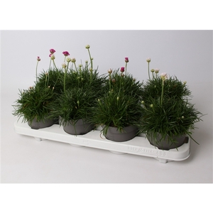 Armeria maritima mix