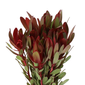 LEUCADENDRON  'JESTER'