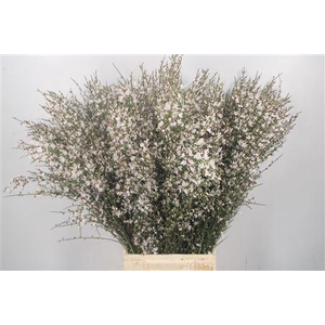 Ginster White Per Bunch