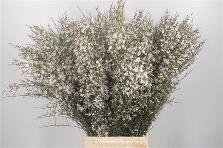 <h4>Ginster White Per Bunch</h4>