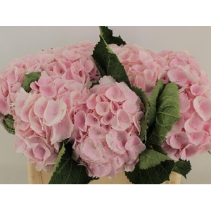 HYDR M MY PINKTOU RZ