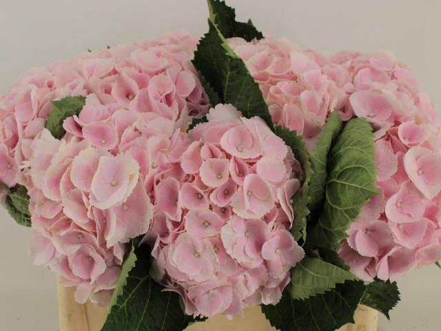 <h4>HYDR M MY PINKTOU RZ</h4>