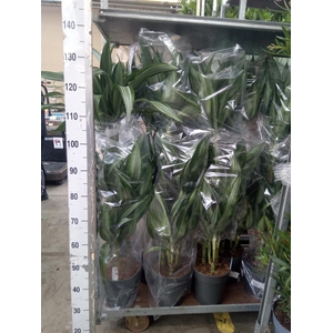 Dracaena fr de 'Ulises'