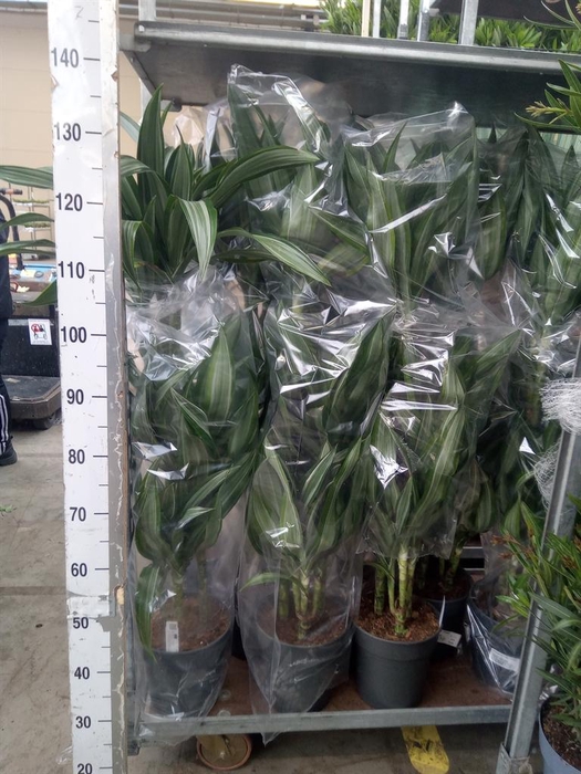 <h4>Dracaena fr de 'Ulises'</h4>