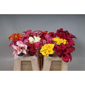 Zantedeschia mix in bucket
