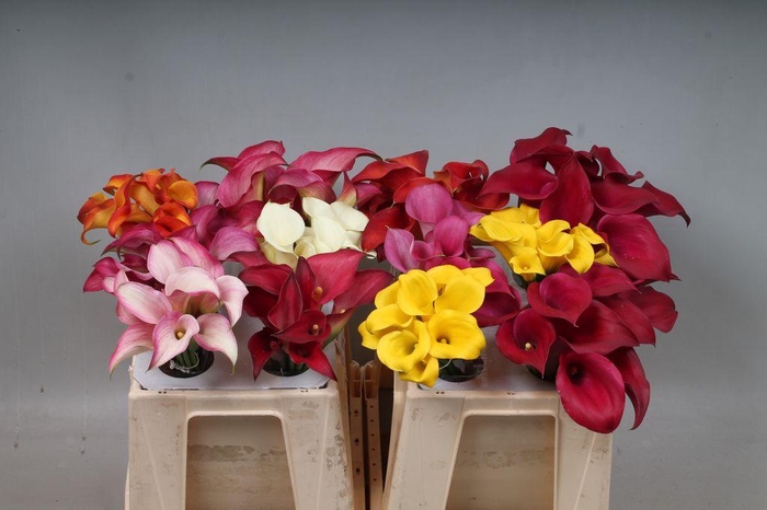 <h4>Zantedeschia mix in bucket</h4>