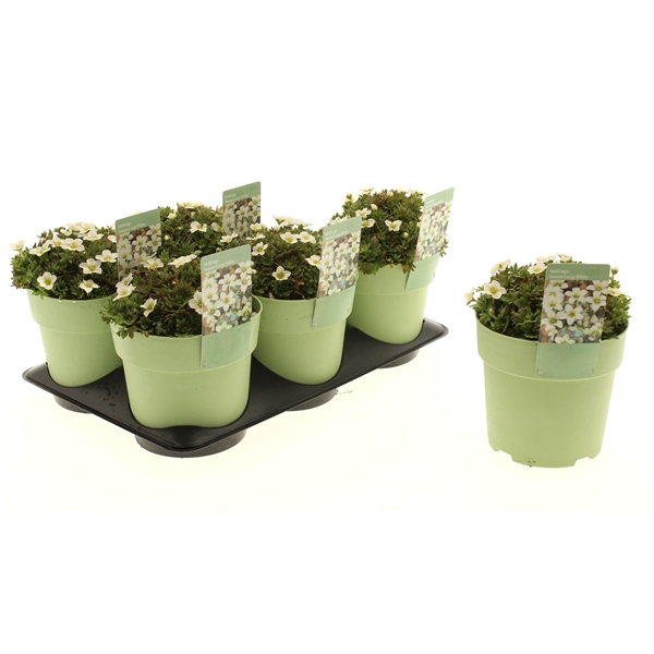 <h4>Saxifraga Touran Large White</h4>