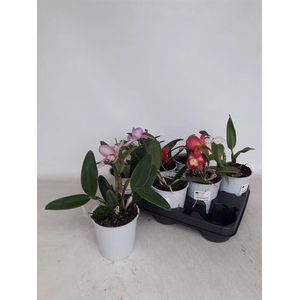 CATTLEYA