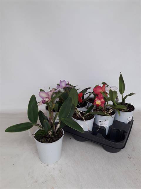 <h4>CATTLEYA</h4>