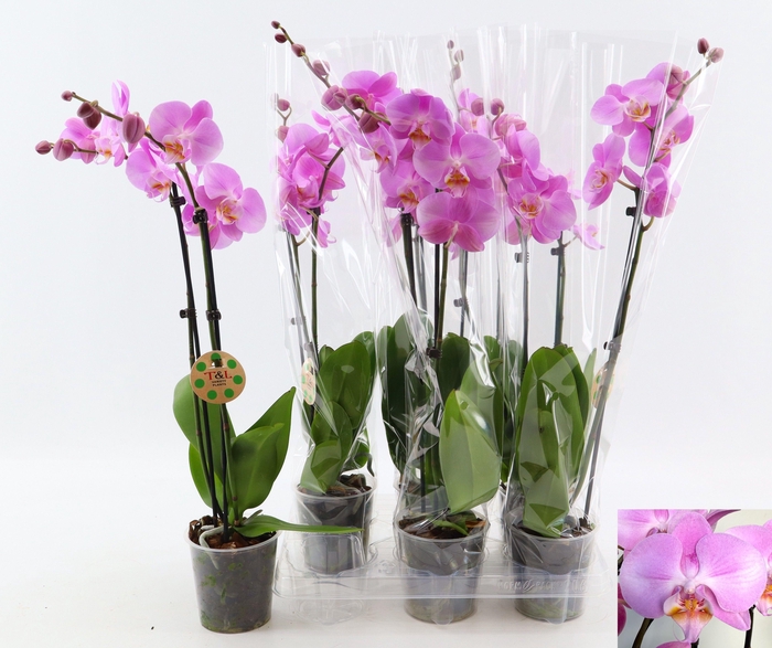 <h4>PHAL OV ROZE</h4>