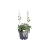 Tiarella cordifolia Sugar and Spice