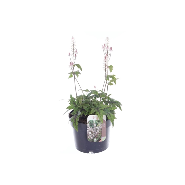Tiarella cordifolia Sugar and Spice