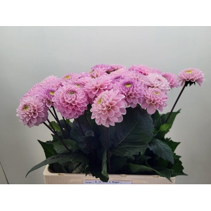 Dahlia Ball Wizz Of Oz
