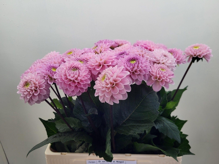 <h4>Dahlia Ball Wizz Of Oz</h4>