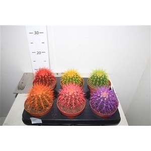 Echinoc Grusonii Rainbow Mix