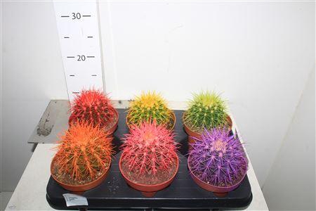 <h4>Echinoc Grusonii Rainbow Mix</h4>