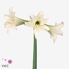 Sonatini Swan Lake BOX !!!