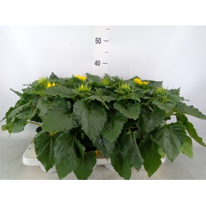 Helianthus an. 'Sunsation'