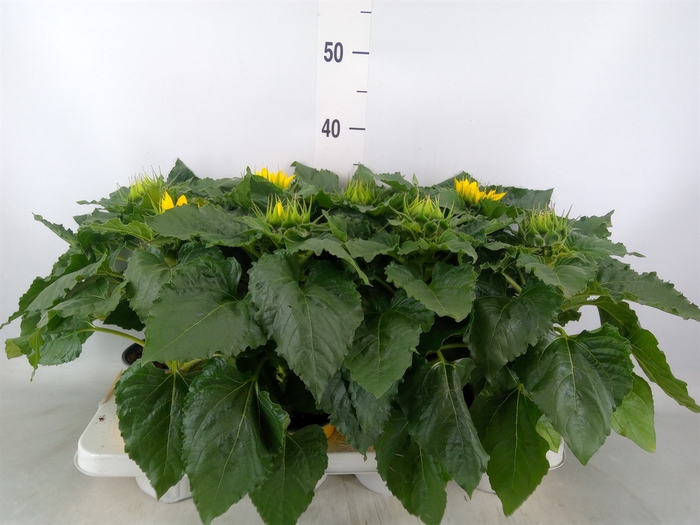 <h4>Helianthus an. 'Sunsation'</h4>