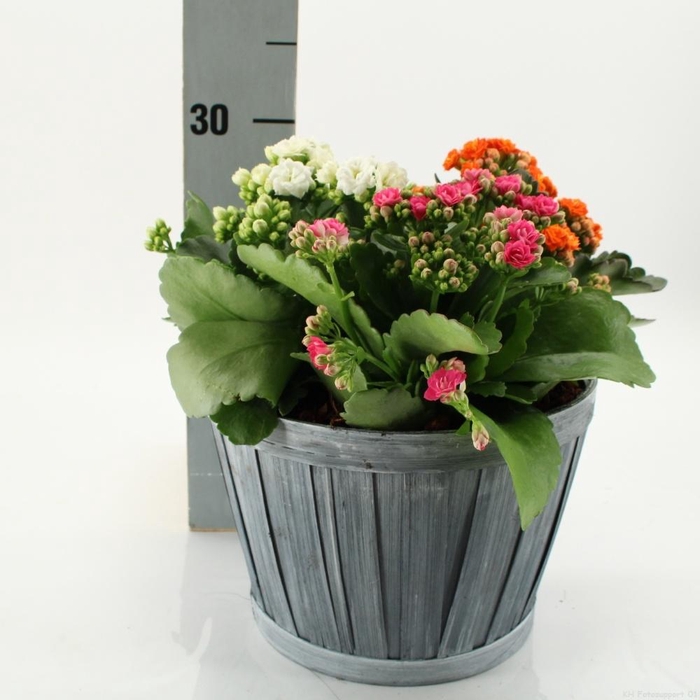 <h4>ARR KALANCHOE</h4>